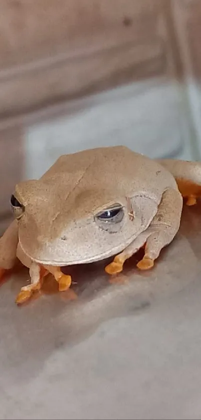 Beige frog with orange toes on a smooth surface.