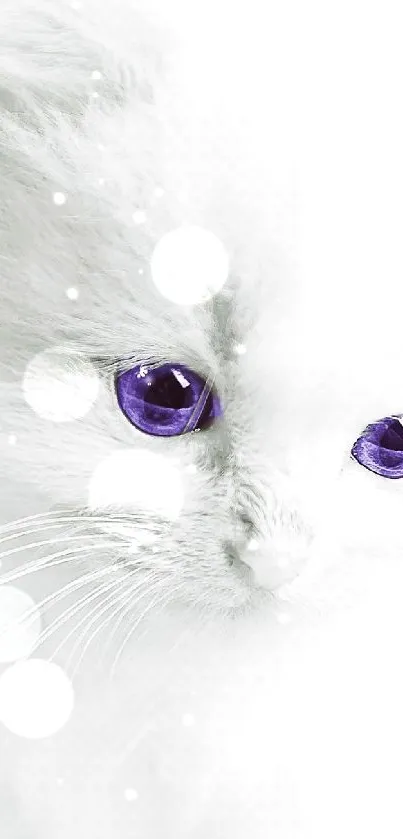 Adorable white kitten with vibrant purple eyes, perfect for wallpaper.