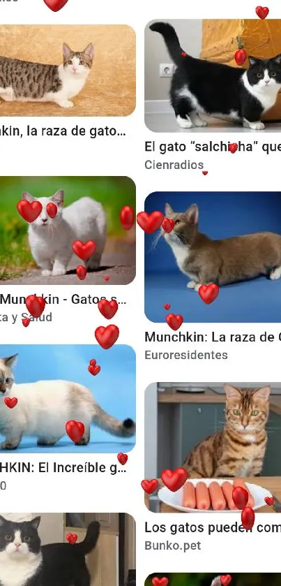 Collage of adorable munchkin cats with short legs and playful poses.