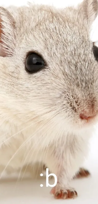 Cute gerbil on white background with minimalist design.