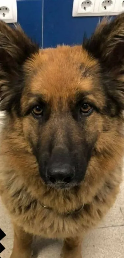 Cute German Shepherd dog with fluffy fur and alert expression.