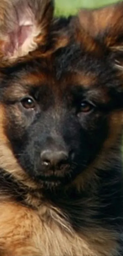 Cute German Shepherd puppy with fluffy fur on a mobile wallpaper.