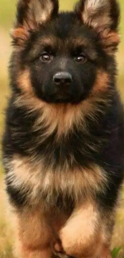 Cute German Shepherd puppy standing on grass.