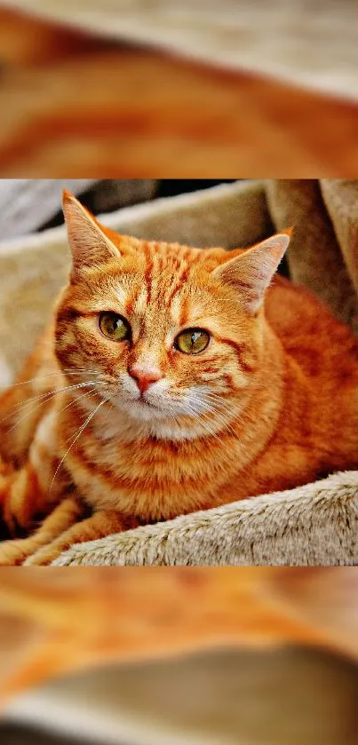 Adorable ginger cat lounging on a cozy beige blanket.