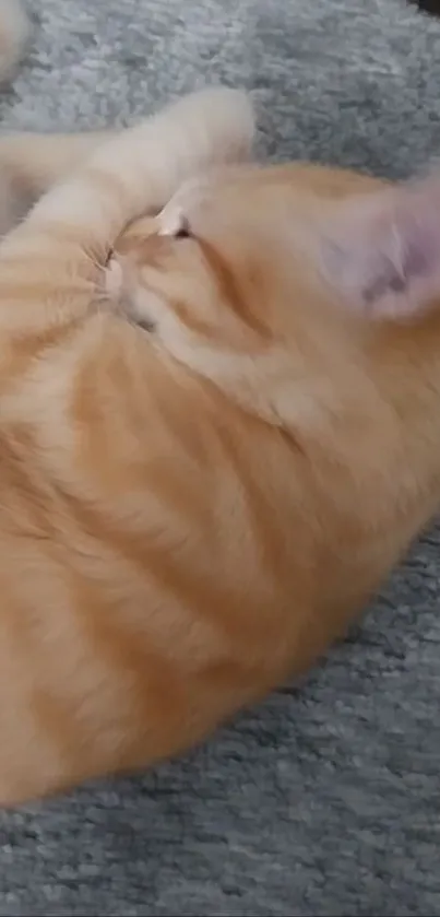 Adorable ginger cat relaxing on a soft carpet.