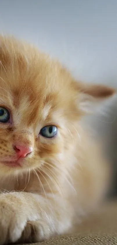 Adorable ginger kitten with blue eyes lying down.