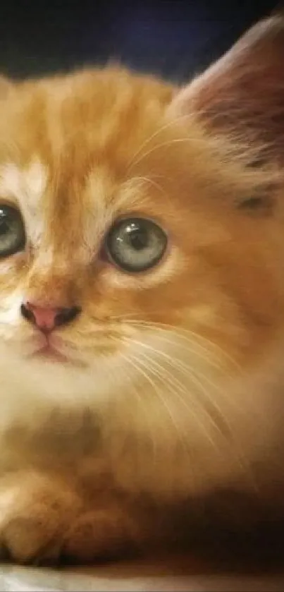 Cute ginger kitten with fluffy fur, wide eyes, and an adorable expression.