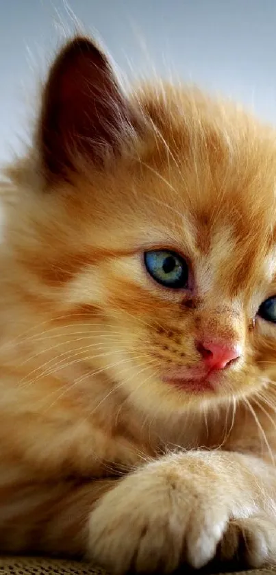 Cute ginger kitten with blue eyes resting on a soft surface.