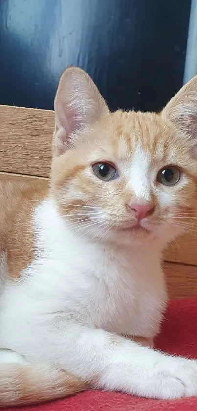 Cute ginger kitten lying on a red blanket.