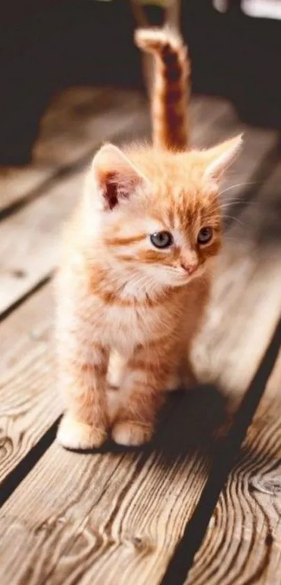 Cute ginger kitten on wooden deck.