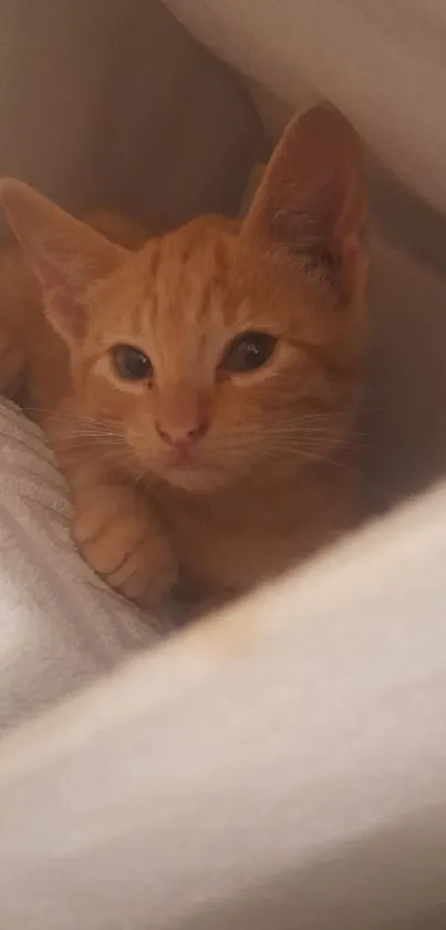 Adorable ginger kitten nestled in white cloth.