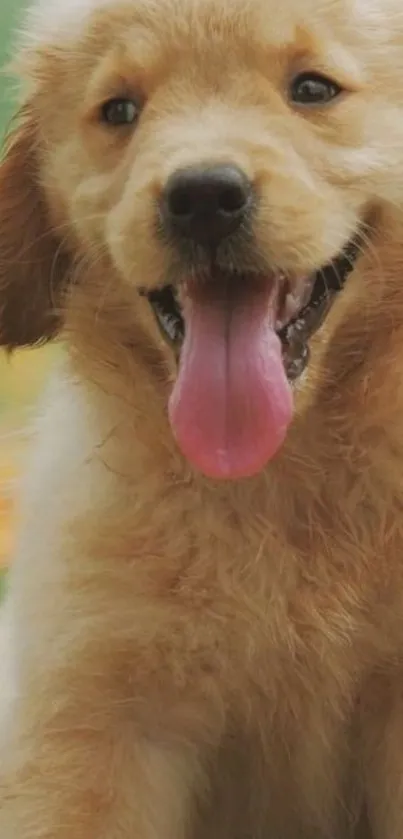 Cute golden retriever puppy smiling with tongue out in a cheerful pose.