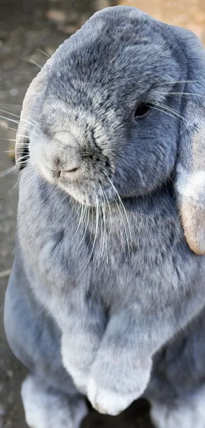 Adorable gray bunny standing with soft fur.