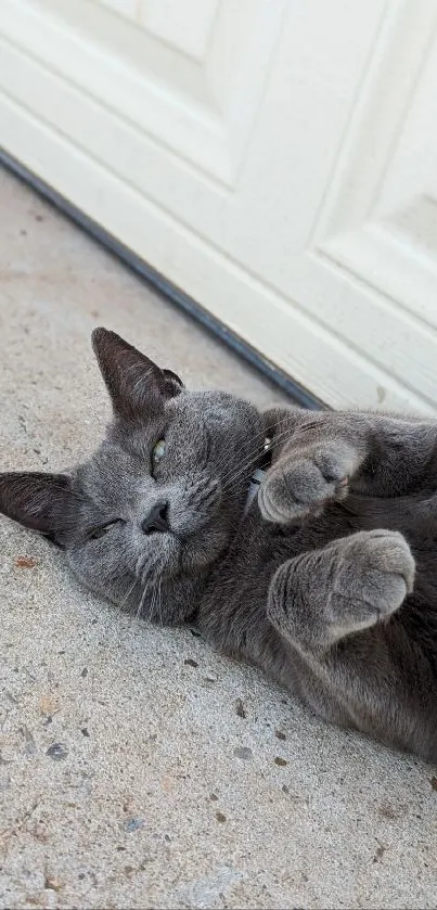 Cute gray cat lying outdoors with a relaxed pose.