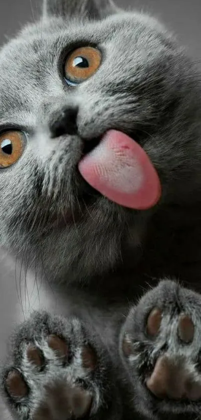 Cute gray cat with tongue out, perfect mobile wallpaper.