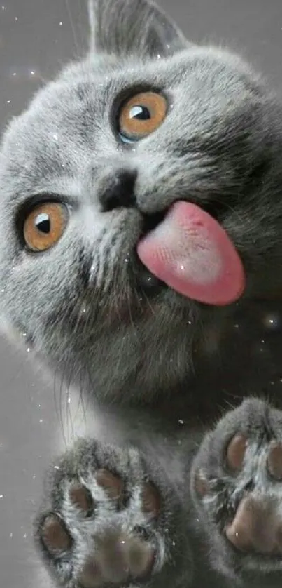 Playful gray cat with tongue out, golden eyes, and cute expression.