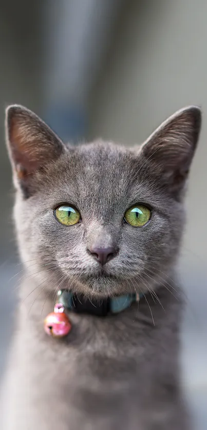 Gray cat with green eyes and pink bell collar.