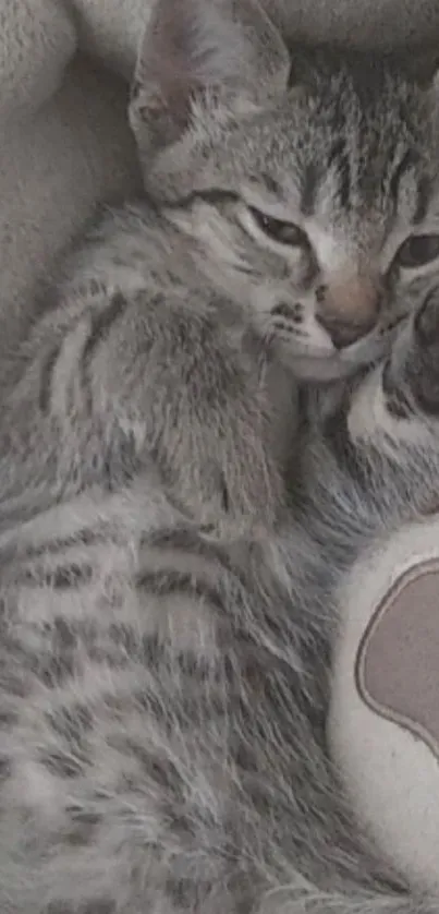 Cute gray kitten resting on a soft blanket, perfect for a mobile wallpaper.