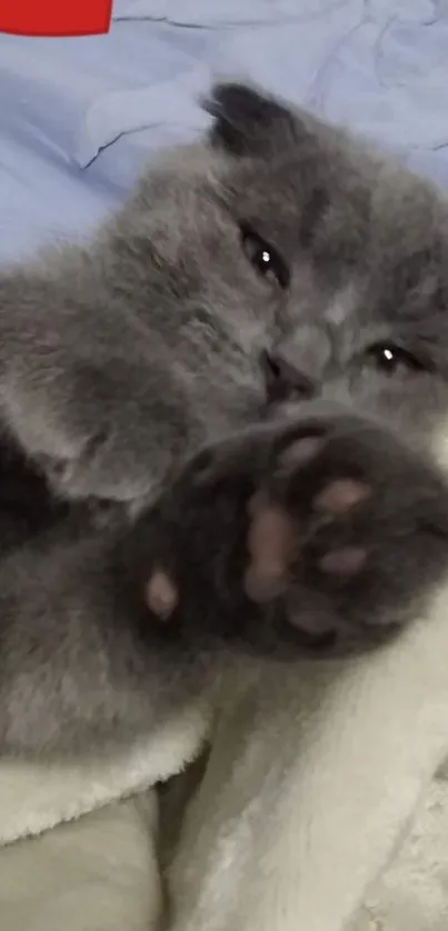 Gray kitten with heart on cozy blanket.