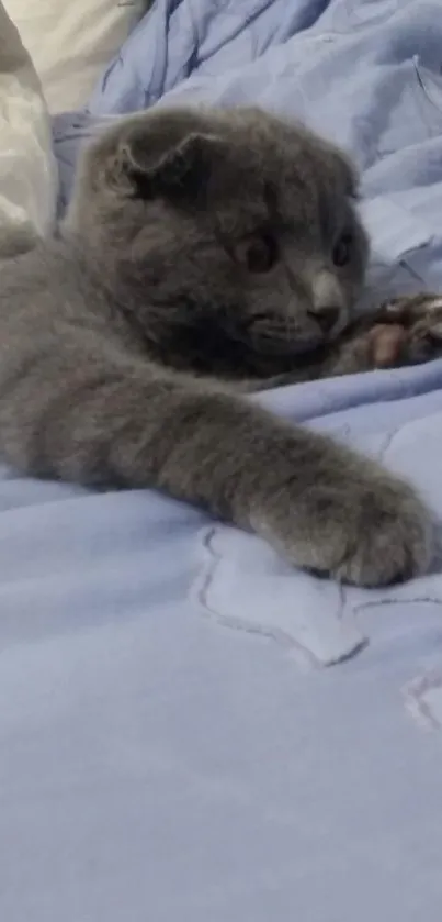 Gray kitten lounging on light blue bedding.