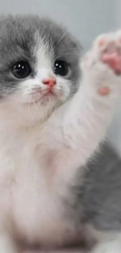 Adorable gray kitten raising paw, perfect for mobile wallpaper.