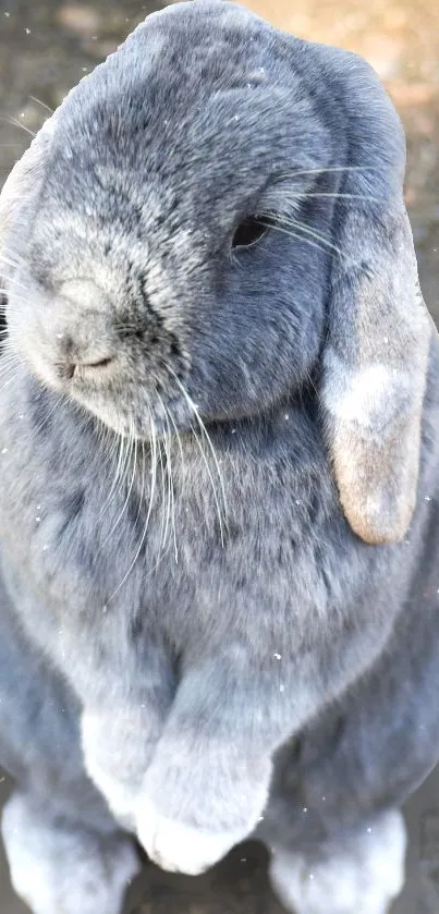 Adorable gray rabbit with fluffy fur in natural lighting.