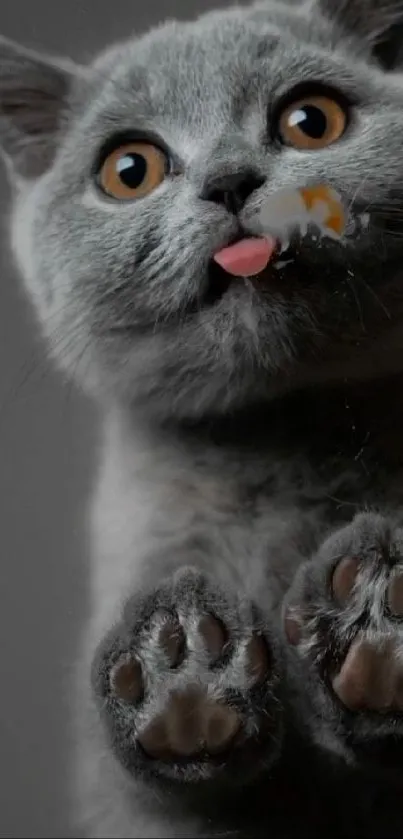 Cute grey cat licking a glass surface with visible paws.