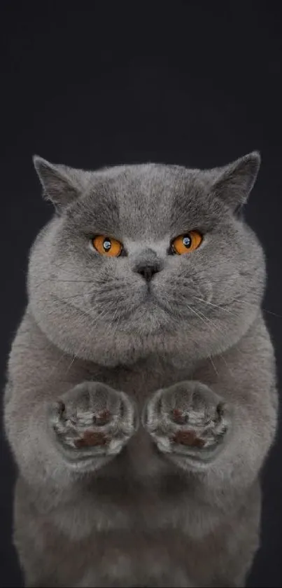 Grey cat with golden eyes on a dark background.