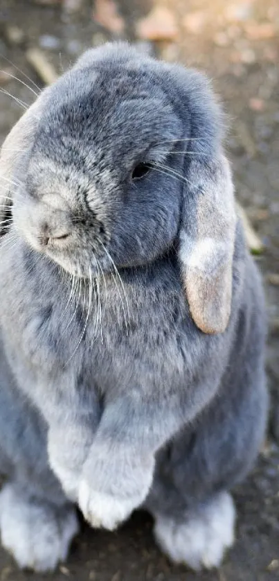 Adorable grey rabbit standing with ears down on a natural background.