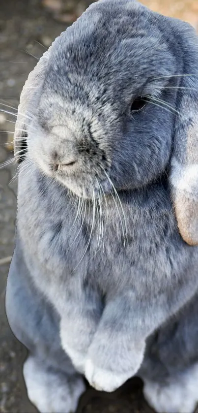 Cute grey rabbit standing on the ground.