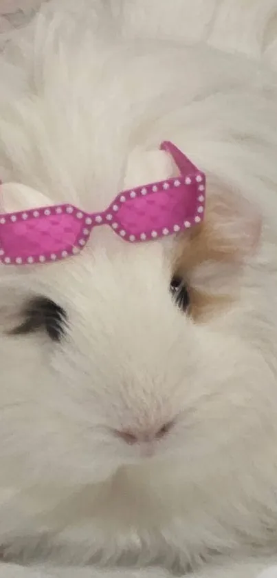 Adorable guinea pig with pink sunglasses