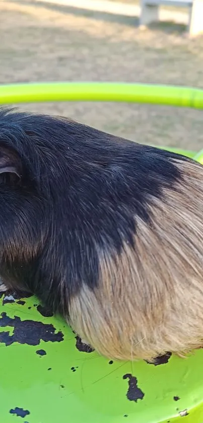 Cute guinea pig on a green outdoor surface.