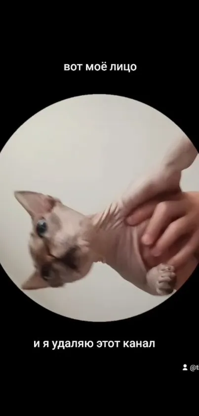 Hairless cat held gently against a simple black background.