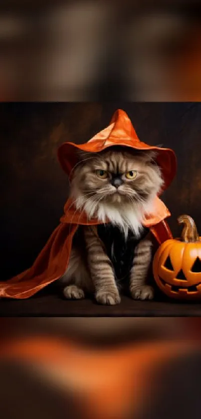 Fluffy cat in Halloween costume with pumpkin.