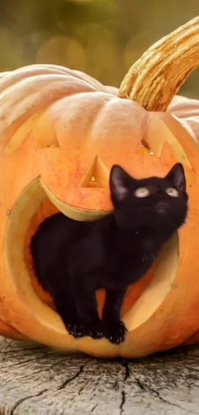 Black cat in carved pumpkin Halloween wallpaper.