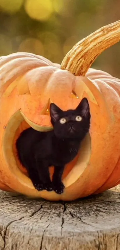 Black cat inside a carved pumpkin on a wooden stump, perfect for Halloween.