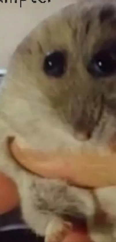 Cute hamster being held in a hand with soft fur and round eyes.