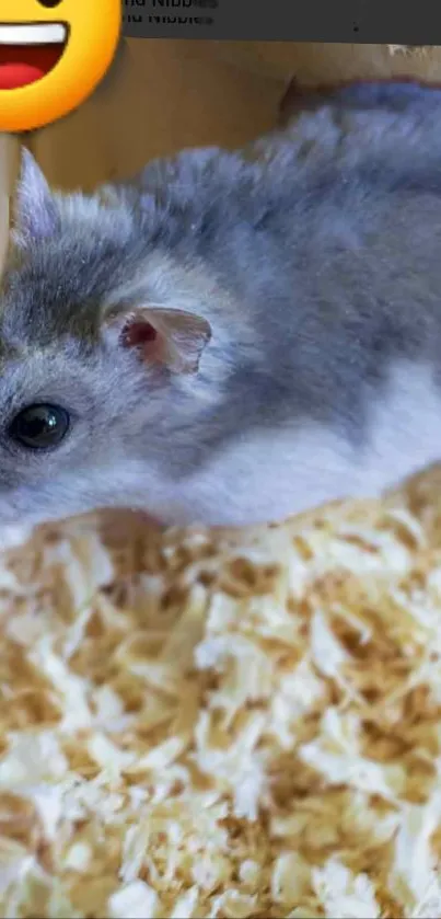 Cute gray hamster on soft bedding wallpaper