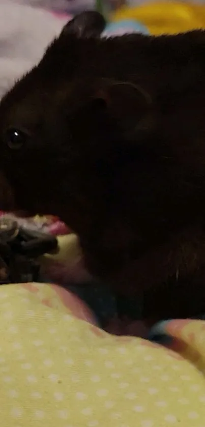 Cute hamster sitting on a colorful blanket, exuding warmth and coziness.