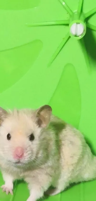 Cute hamster sitting on a green exercise wheel, perfect for mobile wallpaper.