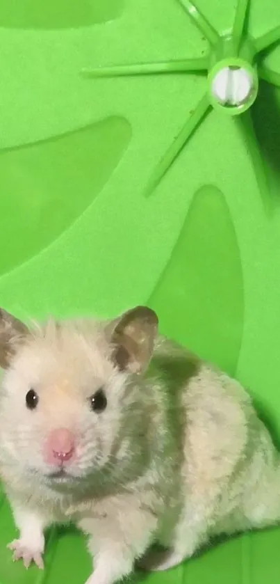 Cute hamster on a bright green exercise wheel.