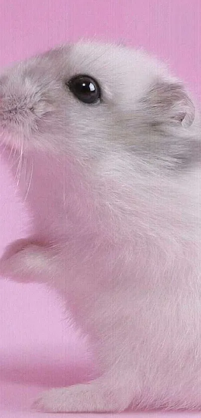 Cute white hamster on soft pink background