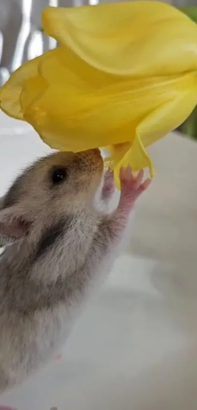 Hamster reaching towards yellow flower with pink paws raised.