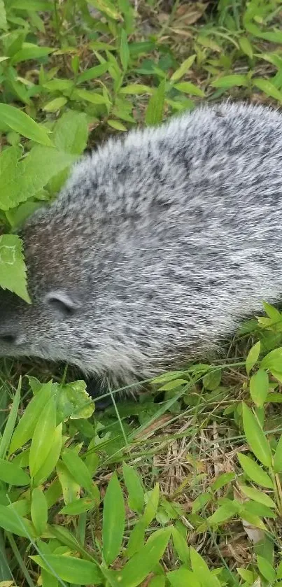 Adorable hedgehog nestled in lush green grass.