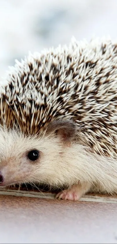 Cute hedgehog perched on tiled surface with stones.