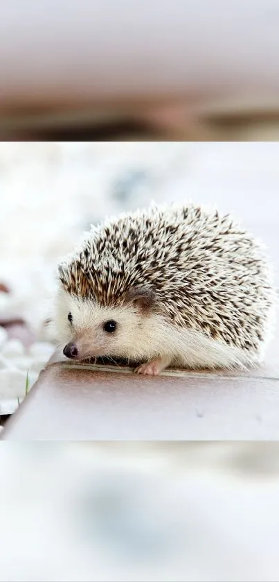 Cute hedgehog on a tiled background, perfect for mobile wallpaper.