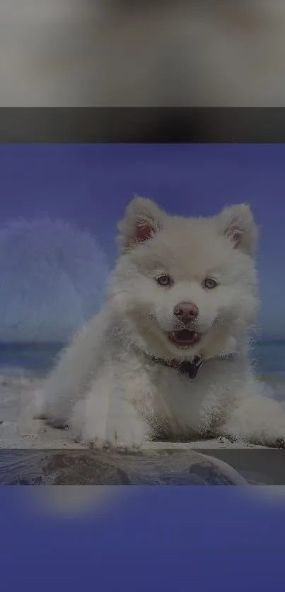 Adorable Husky puppy lying on a sandy beach with a blue sky.