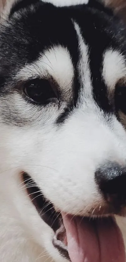 Close-up of an adorable husky puppy with tongue out.