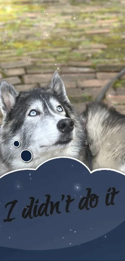 Husky dog with blue eyes and playful quote on brick path.