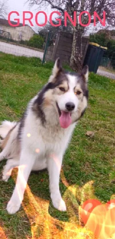 Adorable husky in a garden with heart emoji.